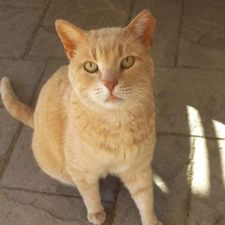 Katzen suchen ein zu hause